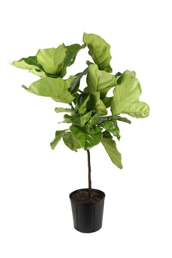 Lowe's Fiddleleaf Fig House Plant in 2-Gallon (S) Pot | Nursery
