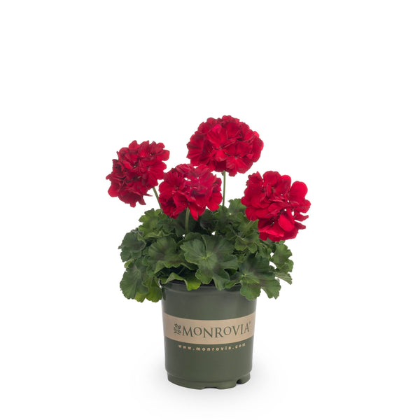 Monrovia Red Geranium in 2.5-Quart Pot | Nursery