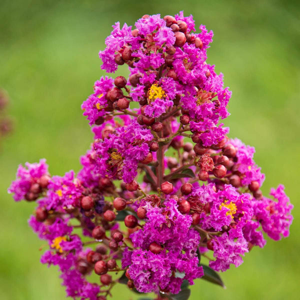 Gurney's Seed and Nursery Catawba Crape Myrtle Purple Flowering Shrub in 1 Pack(s) Bare Root | 87645