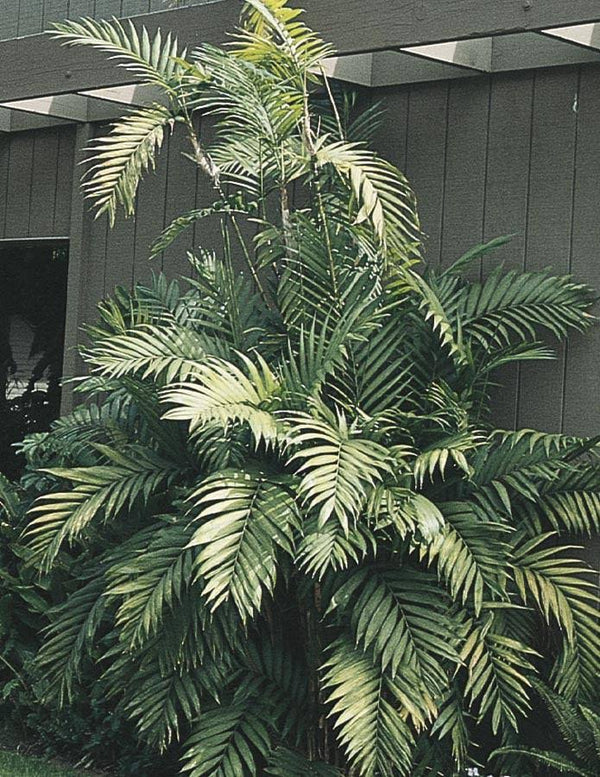 Lowe's Cat Palm in 1.75-Gallon (S) Pot | Nursery